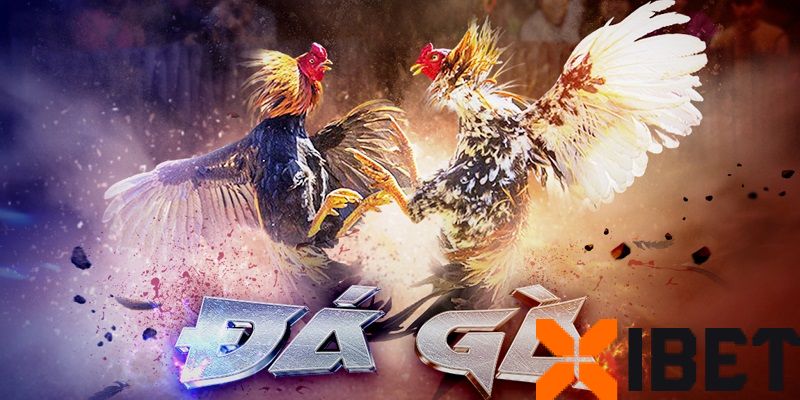 Kinh nghiệm đá gà hiệu quả sảnh techplay tại xibet