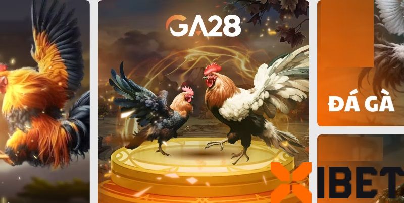Quan sát tướng gà