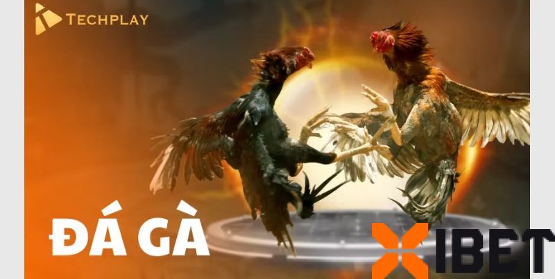 Tìm hiểu về sảnh xibet đá gà