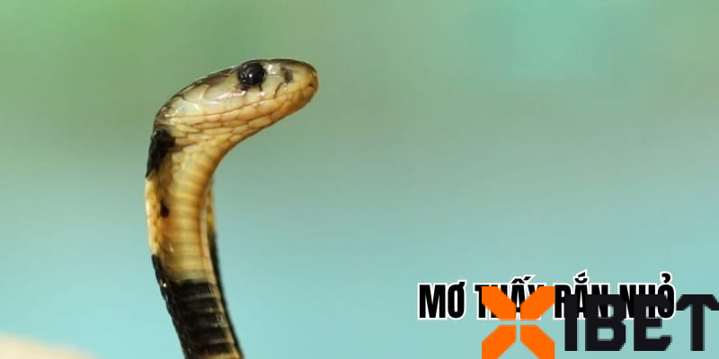 Vì sao lại nằm mơ thấy Rắn?